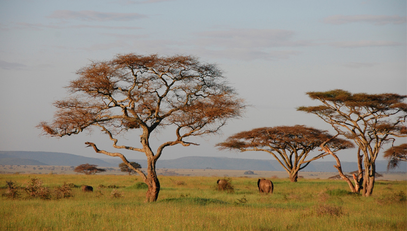 parc de serengeti