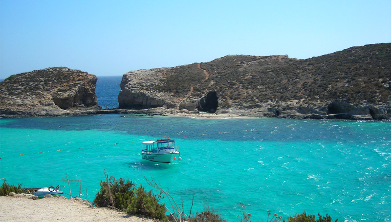 Balades  Malte et  Gozo - Plante dcouverte