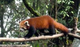 Le Panda rouge, l'animal emblématique de notre circuit Bhoutan-Sikkim-Népal, les royaumes himalayens. 