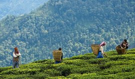 Ramassage de thé près de Darjeeling