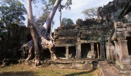 Angkor dans la jungle !