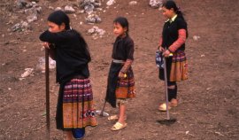 Jeunes filles Hmong du Nord Vietnam