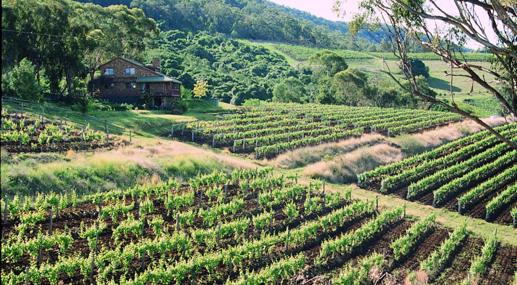 L'Australie pays du vin et des vignobles!