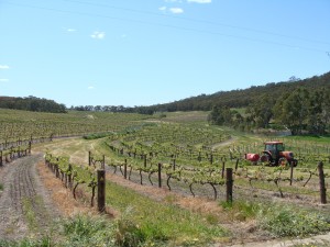 Vignoble Australien près d'Adelaïde