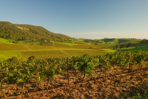 Vignoble de la Barossa valley