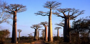Baobabs de Morondava