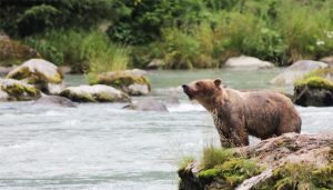 Un grizzli péchant le saumon vers Skagway