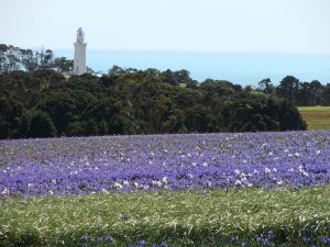 Phare de Table Cape