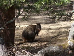 Pademelon à ventre rouge (marsupial)