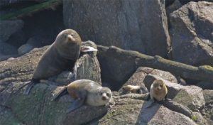 Phoques sur l’île du sud
