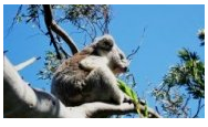 Grand voyage à la découverte de l’Australie